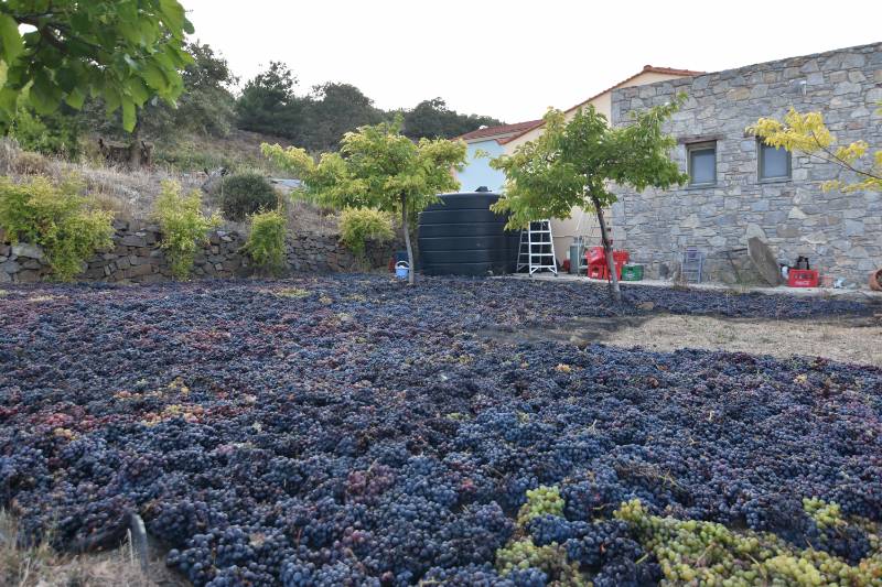 SUNDRYING GRAPES